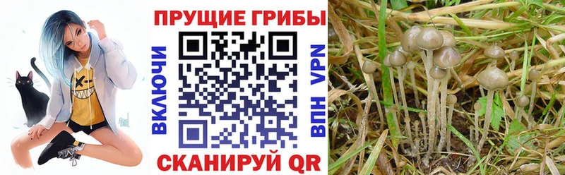 Галлюциногенные грибы Psilocybine cubensis  наркошоп  Крымск 